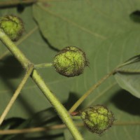 Broussonetia